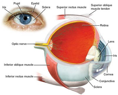 Eye Health